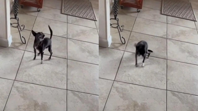 Пёс чихнул от всей души