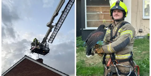 Неожиданное ЧП: хищная птица "отключила" мужчине ТВ-трансляцию