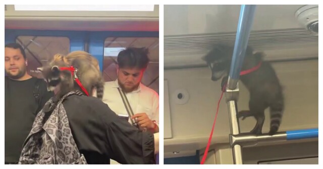 Милого енота засняли в метро Москвы
