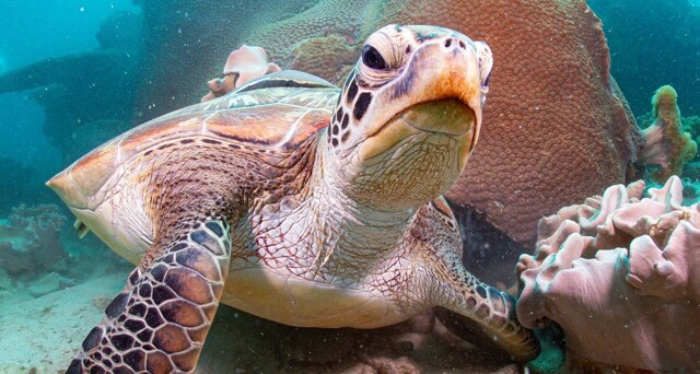 Черепаха попробовала съесть морского червя