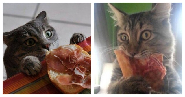 Вороватые коты