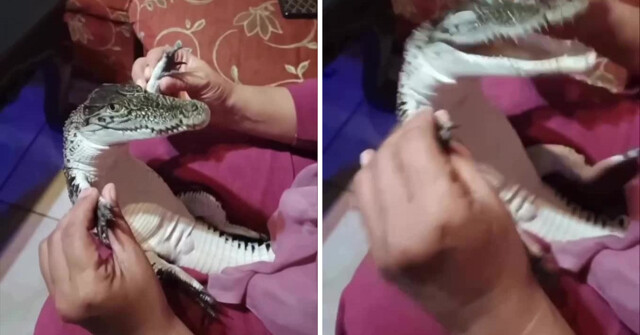 Самый счастливый крокодил в мире