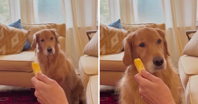 Девушка притворилась спящей, чтобы посмотреть, съест ли пёс сыр в её руке