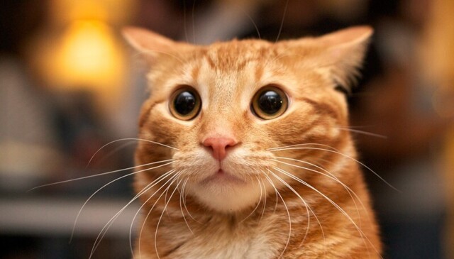 Забавные реакции котов на корм