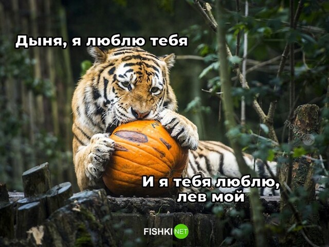 Скрины из соцсетей