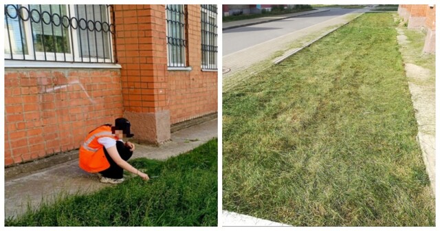 В Ярославской области школьников заставили стричь газон канцелярскими ножницами