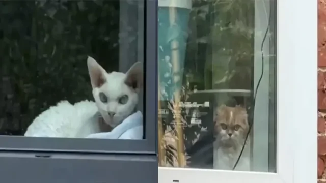 Коты устроили игру в гляделки