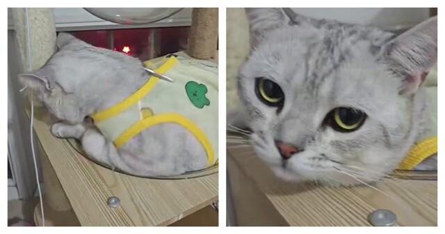 Кошки и прозрачная лежанка