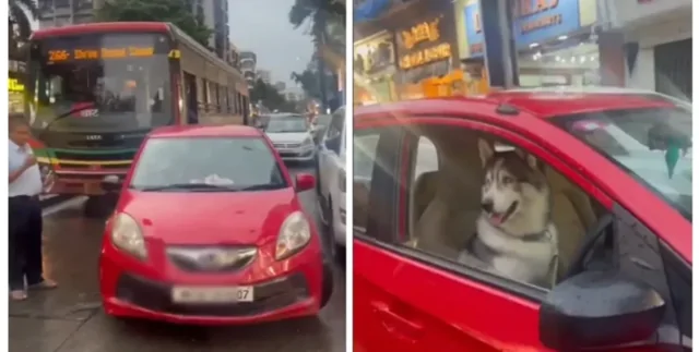 В мегаполисе произошла огромная пробка из-за одного авто: за рулём был хаски