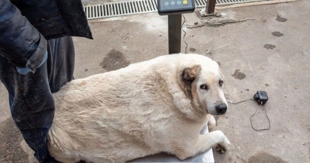 Скончался знаменитый толстый пёс Кругетс