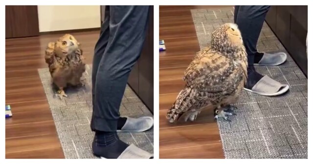 Недовольная, но культурная сова