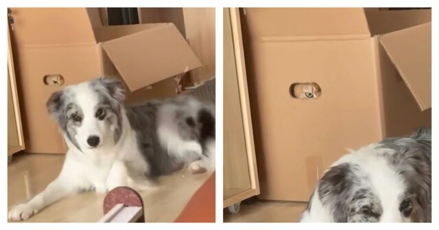 Кот задумал что-то плохое