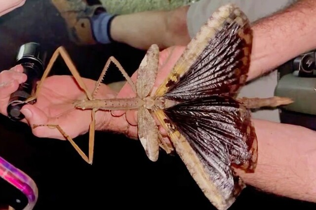 В Австралии нашли новое гигантское насекомое