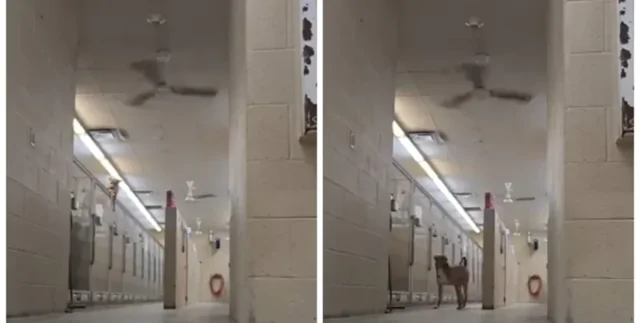 "Гудини на четырех лапах": пёс сумел обмануть охрану и сбежать из собачьего приюта