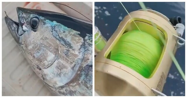 Голодная акула оставила сахалинских рыбаков без улова