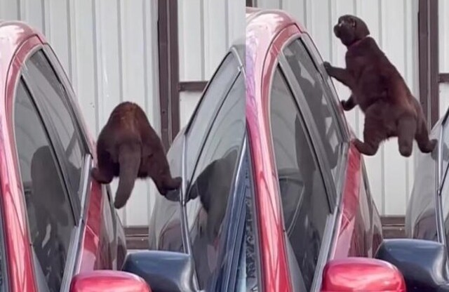 Кот продемонстрировал  акробатические способности