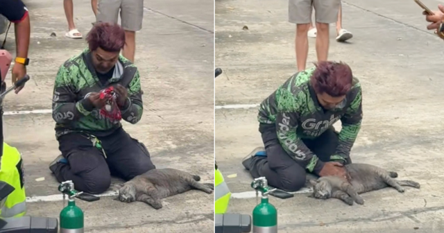 Курьер спас кошку во время пожара