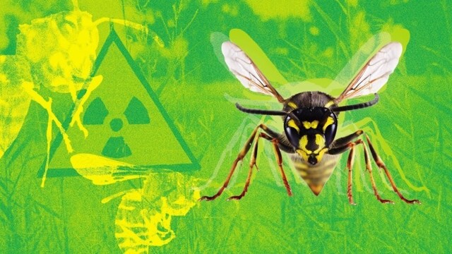 В США на месте где когда-то производили ядерные бомбы, обнаружено радиоактивное осиное гнездо