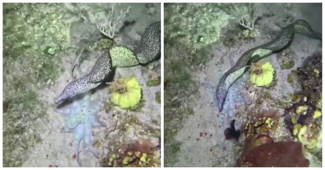 Осьминог перехитрил угря