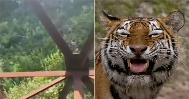 «Тигр загнал на ЛЭП»: в Приморье хищник стал официальной причиной опоздания на работу