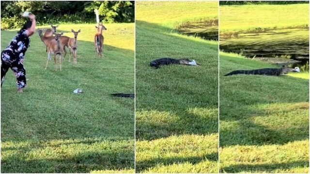 Аллигатор во Флориде украл туфлю у женщины