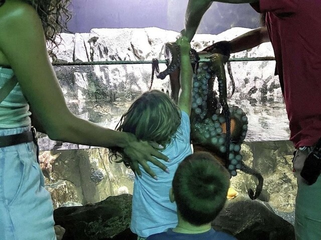 В США на интерактивной выставке осьминог вцепился в шестилетнего мальчика