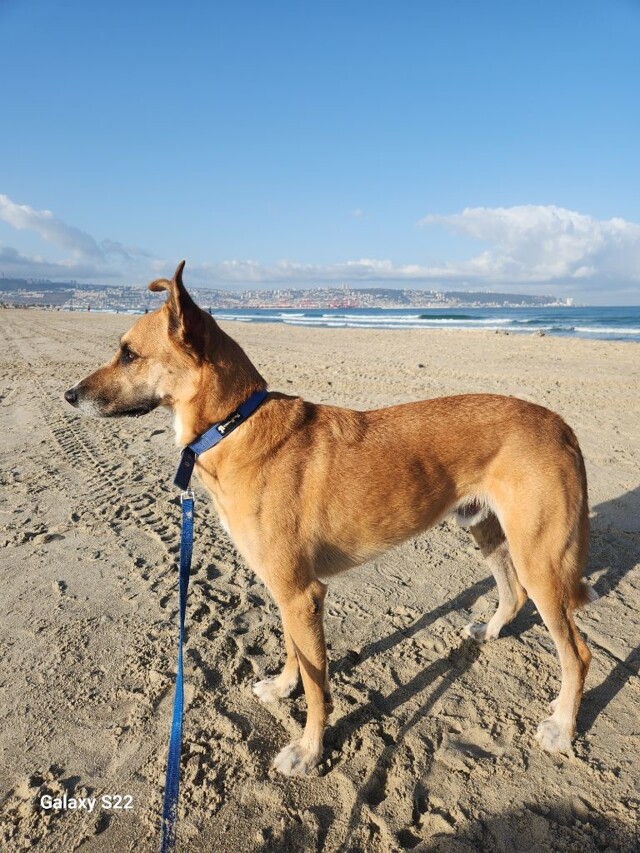 Наш интересный пёс по кличке Шмулик