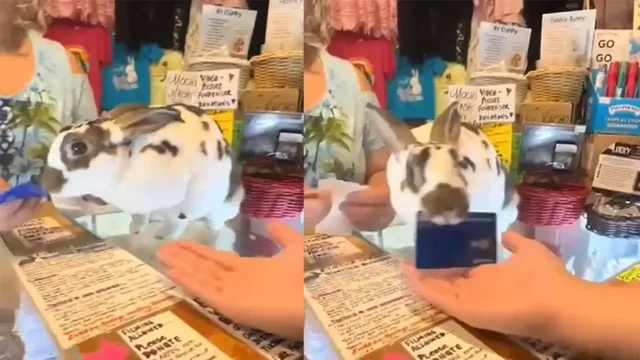«Ваш чек»: кролик-кассир помогает хозяйке