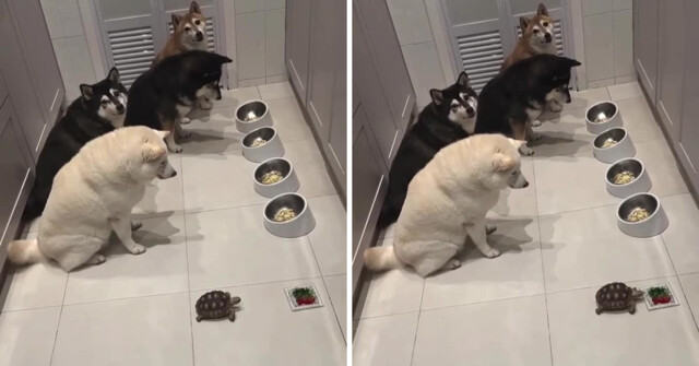 В Японии пушистиков приучили ждать своего более медленного собрата, прежде чем приступить к еде