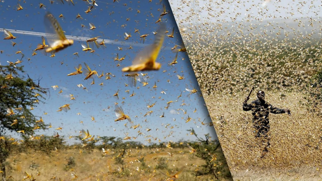 Этапы формирования роя смерти из саранчи: даже современная цивилизация бессильна против орды