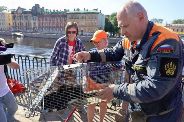 В Петербурге спасли кота, просидевшего неделю в облицовке набережной