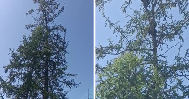 В Якутии дорожники пообедали под деревом, на которое забрались медвежата