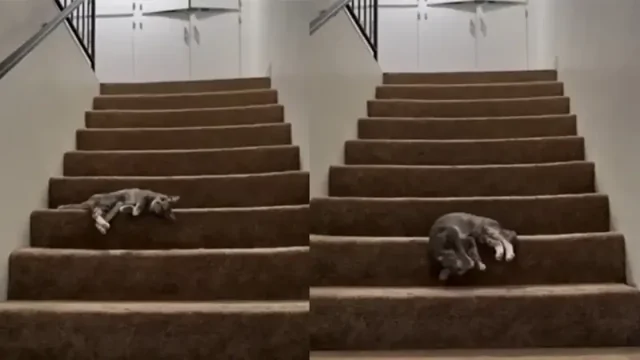 Ленивый кот выбрал забавный способ спуска по лестнице