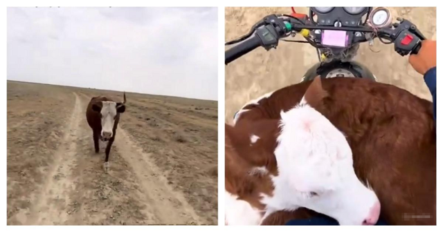 Корова пробежала 10 километров, чтобы вернуть телёнка