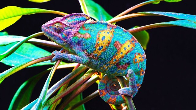 Хамелеон - гроза насекомых в доме