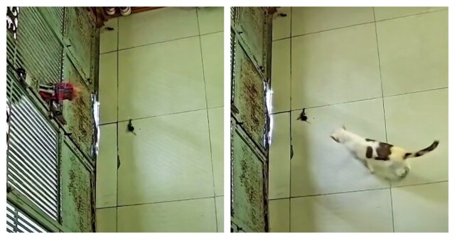 О пользе кошек наглядно