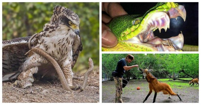 30 пугающих чудес из мира природы