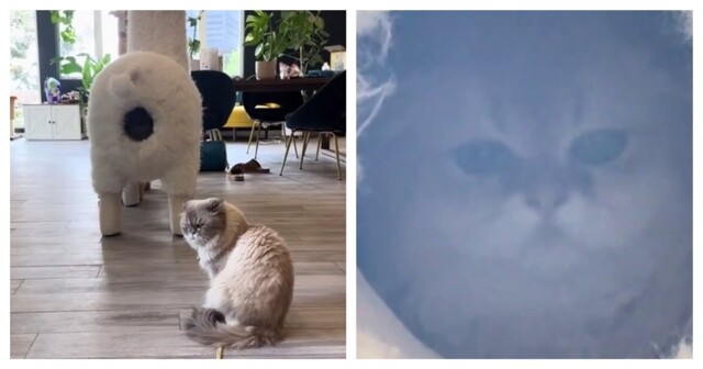 Необычная когтеточка для кошек