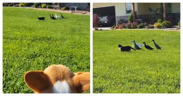 Утята преследуют кошку