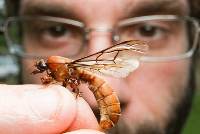 Летающие муравьи