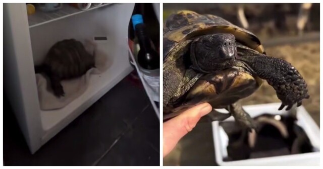 Пробуждение черепахи после спячки