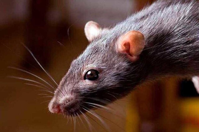 В Британии поймали самую большую за всю историю страны крысу