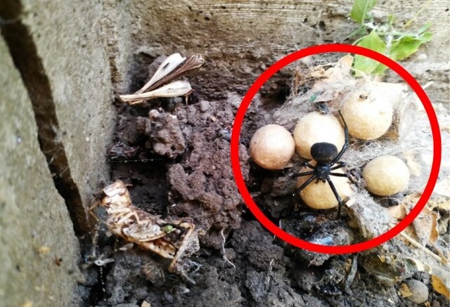 Климат изменился: какие ядовитые животные уже обосновались в Москве на ПМЖ?