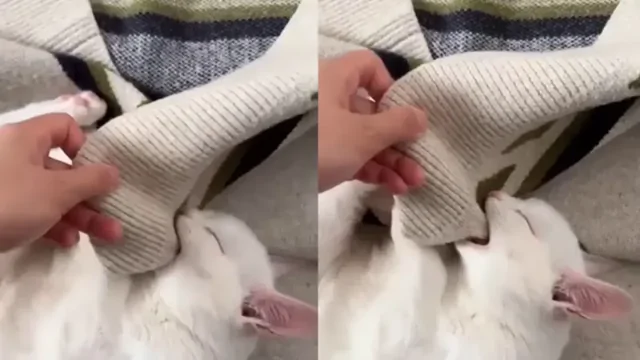 Кот уснул, когда делал "кусь"