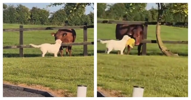 Пёс нашёл себе нового друга