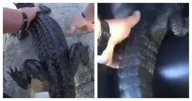 Полицейский поймал аллигатора голыми руками