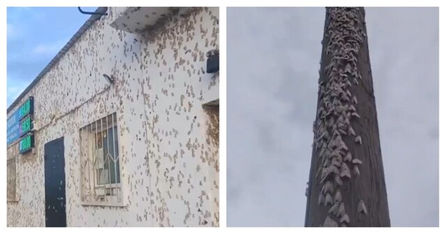 Нашествие мотыльков в Забайкалье