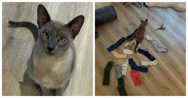 Кот стащил у соседей более 150 вещей, но они по-прежнему его любят