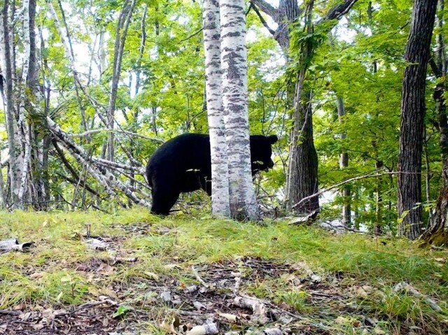 А эти люди нормальные вообще?