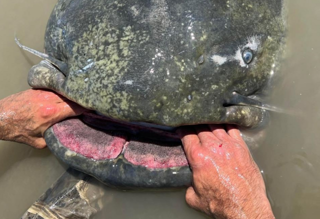 Сомы-людоеды: Бывает ли такое или это байки весёлых рыбаков?